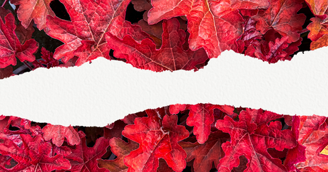 #Annonce : refonte de nos réseaux sociaux